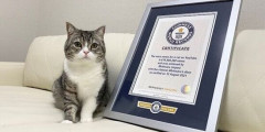猫系YouTuber『もちまる日記』さん、引退