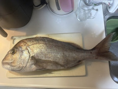 堤防からとんでもない大物釣り上げたから自慢していいか？