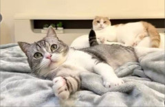 人気猫YouTuber「もちまる日記」、12月13日をもって引退へ…約7年の活動に幕