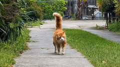 忘れてないよ！尻尾ピーンで駆け寄ってきた猫と3カ月ぶりの感動の再会