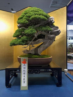 【画像】盆栽、想像していたサイズ感を超えてくるｗｗｗ