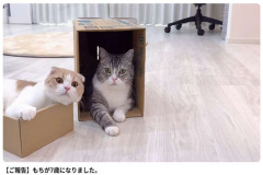 YouTube【もちまる日記】引退へ　猫の健康と過去の炎上が問う「ペットで稼ぐ」境界線