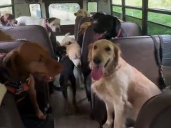 ドアが開くと犬たちが次々に乗り込むバス、元スクールバス運転手も「これは認める」【海外の反応】