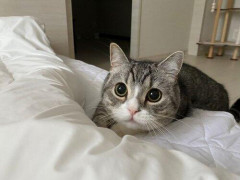 【悲報】大人気猫系YouTuberもちまる日記さん、引退発表するも炎上してしまうwwwwwwwwwww
