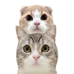【悲報】一番好きな猫系YouTuber