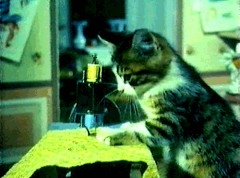 【GIF】 猫の仕立て屋さん【再】