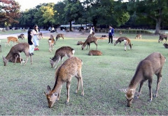 【悲報】奈良公園、鹿の死骸が4体見つかるｗｗｗｗｗ