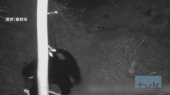 秦野市弘法山公園付近でツキノワグマが再出没　今月20日に放獣した個体と同一