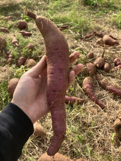 ワイの収穫したサツマイモ見て