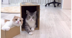 猫動画の人気YouTube「もちまる日記」活動引退を表明 「悩みに悩んで」経緯説明→コメント殺到