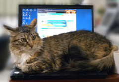 快適なインターネットライフのお供に……って【再】