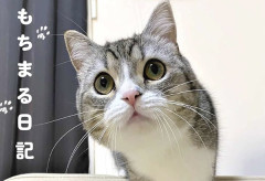 【訃報】もちまる日記、引退発表して炎上w w w w w w