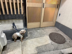 【画像】ワンちゃん、居酒屋の前で出待ち・・・