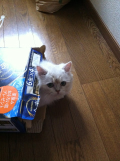 箱の中からこっちをガン見してくる…課題やりたいのに落ち着かんよ【再】