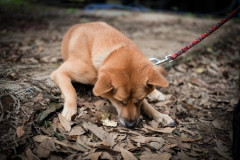 犬飼ったことあるやつにしかわからないこと