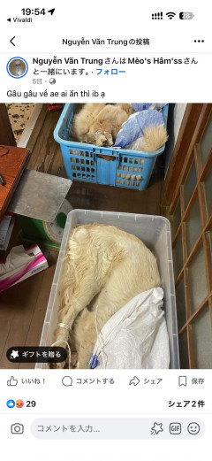 【悲報】在日ベトナム人、ゴールデンレトリバーを盗んで食べてるんじゃないかと話題に