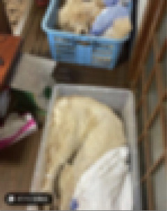 【閲覧注意】在日ベトナム人、ゴールデンレトリバーを盗んで食べていたと話題に・・・