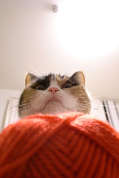 【画像】超上から目線な猫【再】