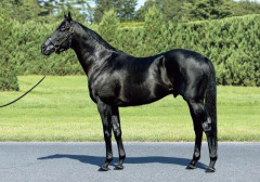 【悲報】コントレイル、G1馬を産み出したにもかかわらず失敗種牡馬という認識は変えられない模様