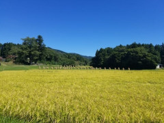 米農家ワイ、今年の稲刈りをようやく終える