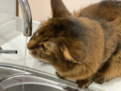 マンション管理会社「水道出しっぱなしになっていませんか？」俺「猫が飲むように常時出してますよ」⇒結果ｗｗ