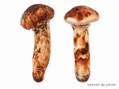 マツタケと味はそっくり、香りはもっと強い？ 名前で損する「バカマツタケ」の秘密