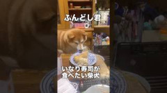 いなり寿司が食べたい柴犬！