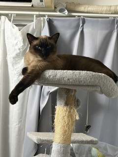 【朗報】ついに猫がワイのベッドで寝てくれる