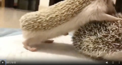 【驚愕】ハリネズミさんのセ◯クス、大変そうすぎる・・・・・