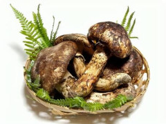 【悲報】「バカマツタケ」とかいう謎のキノコｗｗｗｗｗｗｗｗｗｗｗｗ