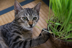 うちの人ねこ草大好きでほぼ毎日むしゃむしゃ食ってますが  まだ一回も吐いたことありません。【再】