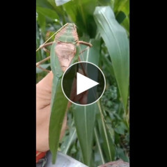 【動画】マレーシアの巨大バッタ…お前らの想像の5倍デカい