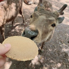 彼女が作る料理やお菓子はいつも本当においしく、心から感動しながら味わっている。