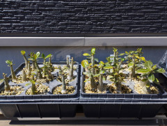 【画像】種から観葉植物を育てた結果、幹の存在感がすごいｗｗｗ