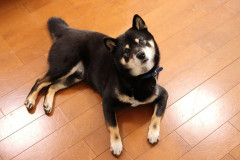 犬飼ったことあるやつにしかわからないこと