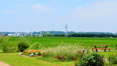 現千葉県民ワイ、埼玉が恋しくなる