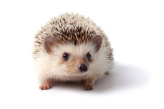【動画】ハリネズミの交尾、難易度が高すぎる