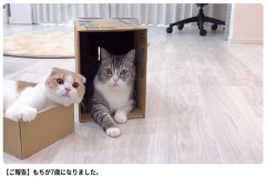 ペットで稼ぎすぎて炎上したYouTube「もちまる日記」、ついに引退へ