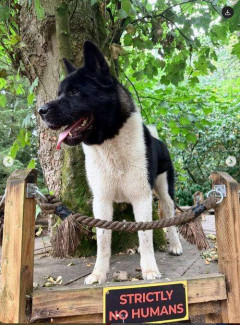 元プレミア選手が秋田犬の散歩中、シェパードに襲われ50針の大けがも秋田犬が戦い命は助かる