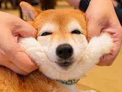 外国人「犬たちが可愛すぎる！」旅する時間が湯布院の豆柴カフェを紹介してる
