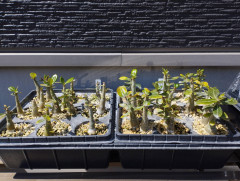 【画像】種から観葉植物を育てた結果、幹の存在感がすごいｗｗｗ