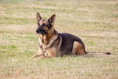 【疑問】クローンで生まれた軍用犬って、やっぱり生まれつき戦闘能力や忠誠心がチート級に高いの？