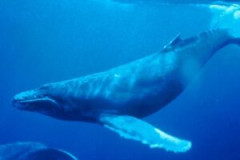 【動画】クジラの鳴き声、怖すぎる・・・