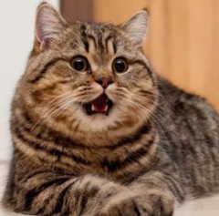 【画像】猫が上に乗ってて動けないんやが