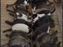 「猫が人の6倍近くいる」日本の猫島、木の通路で猫が2列に並んで一斉にごはん【海外の反応】