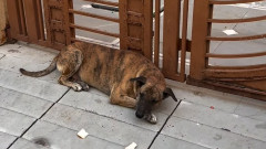 やさしくしてくれたおじいさんの死後、食事もとらず家の前で待ち続ける地域犬たち