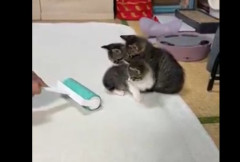 コロコロに襲われる赤ちゃんネコ達　かわいい
