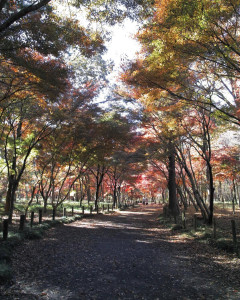【画像】カメラを持って紅葉の散策路を歩いた結果、写真がいい雰囲気すぎるｗｗｗ