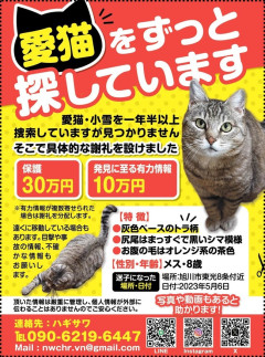 【画像】迷い猫、見つけたら30万円の謝礼金