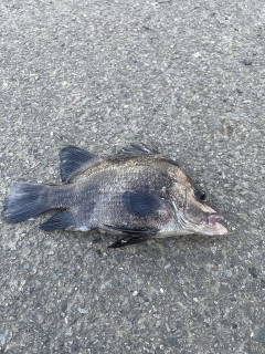 【画像】この魚なに？食える？